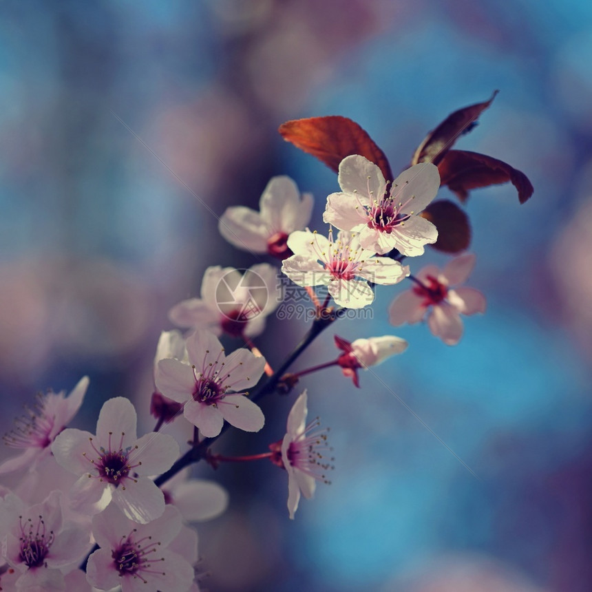红色的美丽日本樱桃花季节背景外出天然模糊的背景在阳光明媚的春日盛开花树果园植物群图片