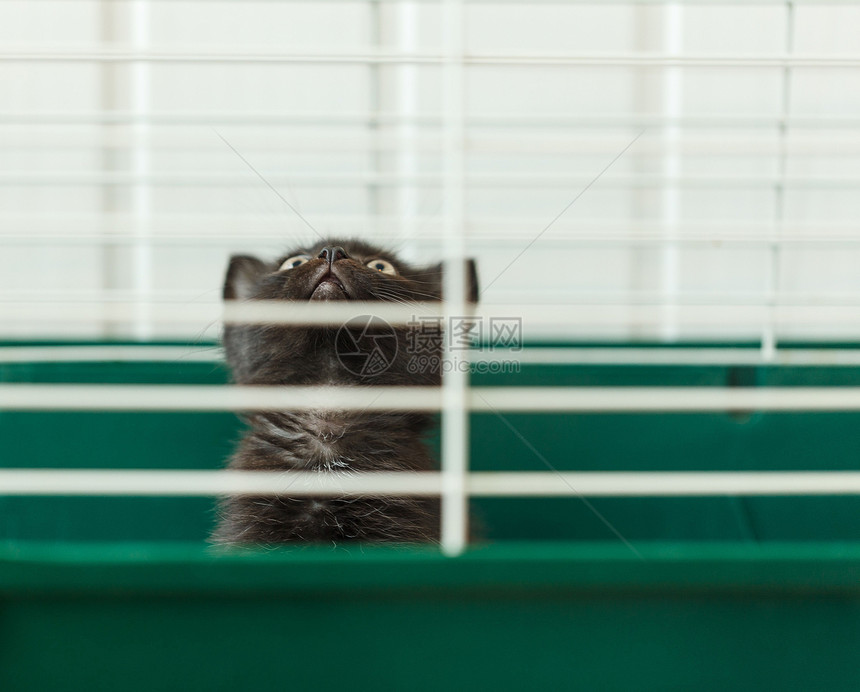 猫科动物在收容所的笼子里无家可归小猫无家可归的动物系列小猫咪从笼子的栅栏后面向外看弃箱图片