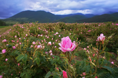 窦团山花瓣保加利亚玫瑰谷的美丽保加利亚达马斯克玫瑰团座落于保加利亚玫瑰谷油卡赞勒克背景