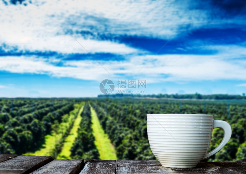博拉文场地木制的咖啡种植园木地板上咖啡杯蓝色天空巴松和劳斯图片