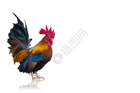 长着美丽的羽毛班坦男白底孤立于世红色的矮脚鸡可爱图片