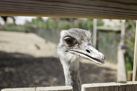 女Ostrichhead城市动物园一头大鸟的详细节肖像好奇心盯高清图片素材