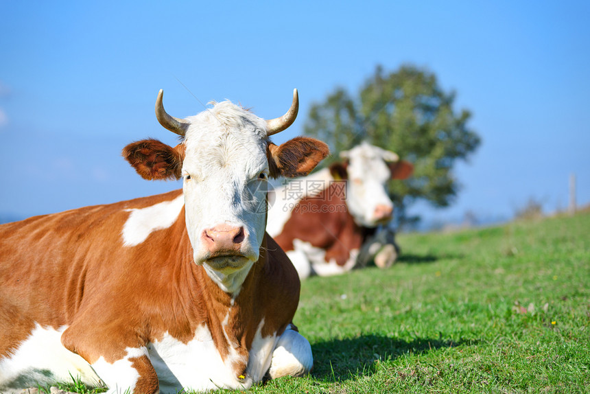 棕色的国内自由快乐奶牛在阳光明媚的日子休息躺在青山草原上村庄图片