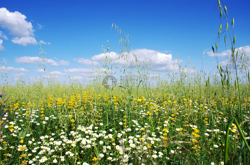 草本植物郁葱蓝天下的野花和尖刺图片