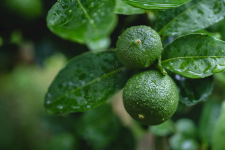 亚洲品尝风雨日或水后被射杀的东南亚原住民在有机农庄中新鲜绿色柠檬生态图片