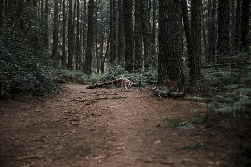 伯斯莱德沿泥土路林行走的狗景观背部图片