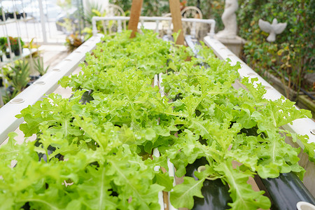 生长温室农场有机蔬菜食物健康农业有限空间的概念在不使用土壤或称其为另一种类型水栽培植物种的情况下蔬菜有机食品卫生有限的空间等概念背景图片