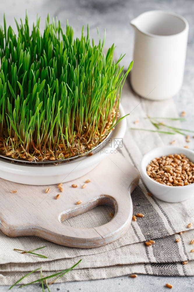 生物为绿芽而播种的菜盘家用Vegan种子发芽和健康饮食概念GerdedWheat微绿色颗粒生长芽吃沙拉图片