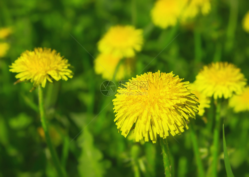 阳光明媚的一天在绿草中紧贴着色地春花本底医学药草脱氧酸盐皮植物选择焦点浅深的田地重点黄色环境图片