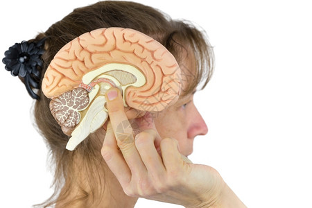 健康女对白背景孤立的头部持大脑模型的女人数舍内维尔生理图片