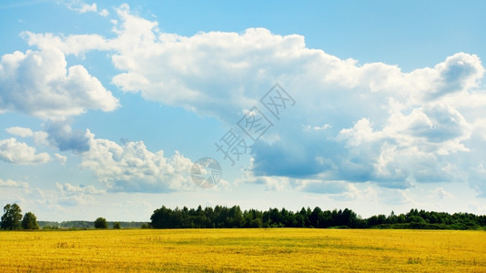 云自由森林田地和蓝天空的夏季风景户外图片