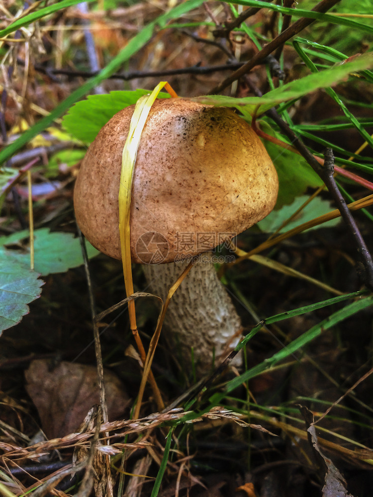 MushroomLeccinumscabrum俗称粗糙的树枝腐烂尾巴和在地面森林中的小木块牛肝菌科食用图片