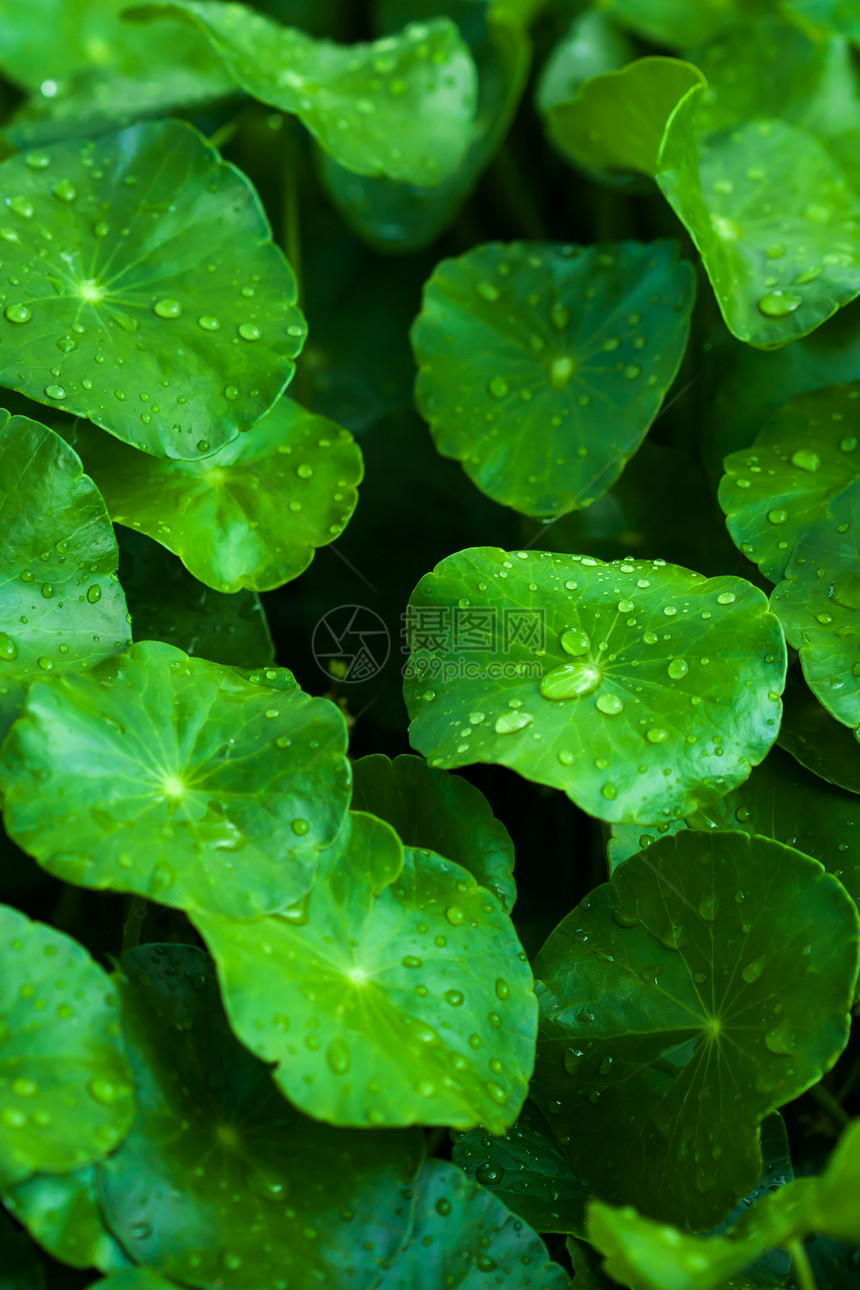 伞形科淋雨后GotuKola带水滴的新鲜果冻科拉或CentellaAsiatica带水滴的花岗树叶带水滴的落最佳蔬菜图片