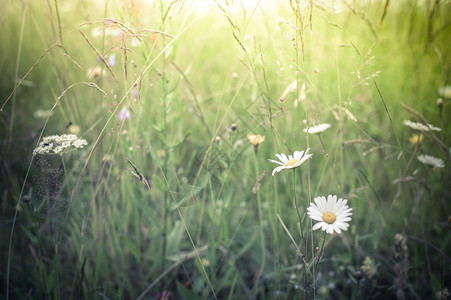 晴天潮人夏日草原上惊的出野花自然植物背景古代风格夏天图片