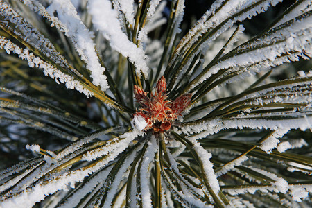 冷若冰霜分支一月枞树的枝条被雪轻洒落十二月图片