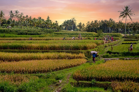 在印度尼西亚爪哇田地种植大米的土上务农工人作民东南高清图片素材