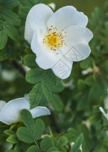 山楂生长药物野蔷薇开花白玫瑰和绿叶布什背景图片