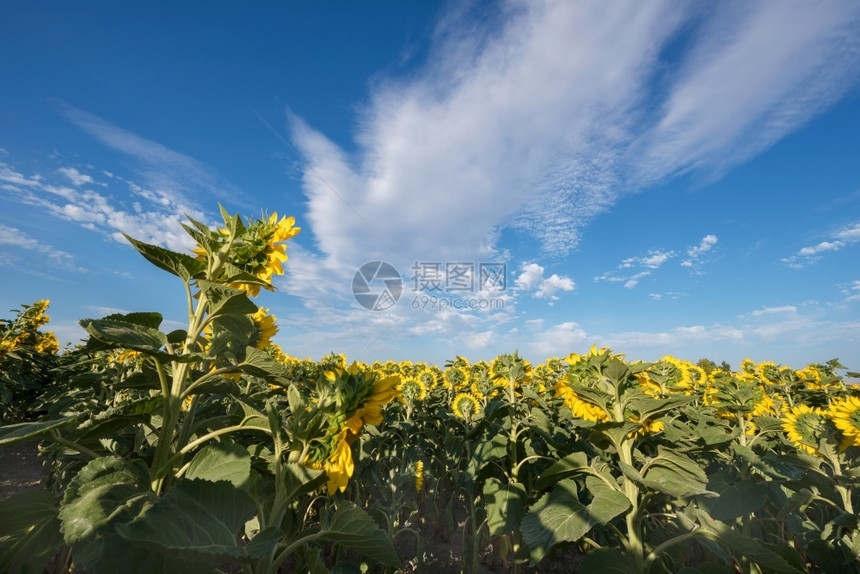 自然在阳光明媚的日子里欣赏向葵田的风景场金图片