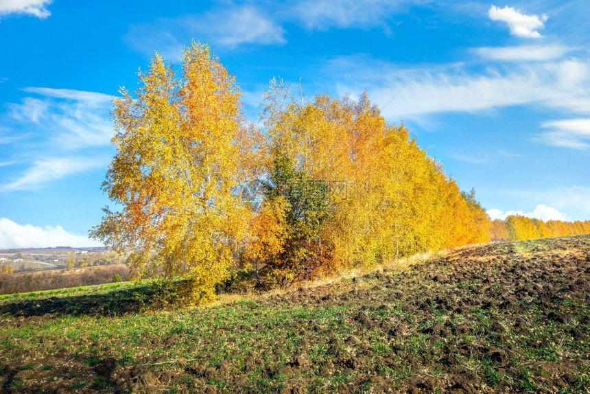 秋季金黄色的树叶图片