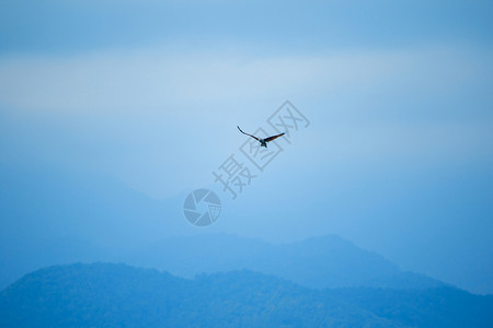 自由白色的红后海鹰在空中飞翔美丽的图片