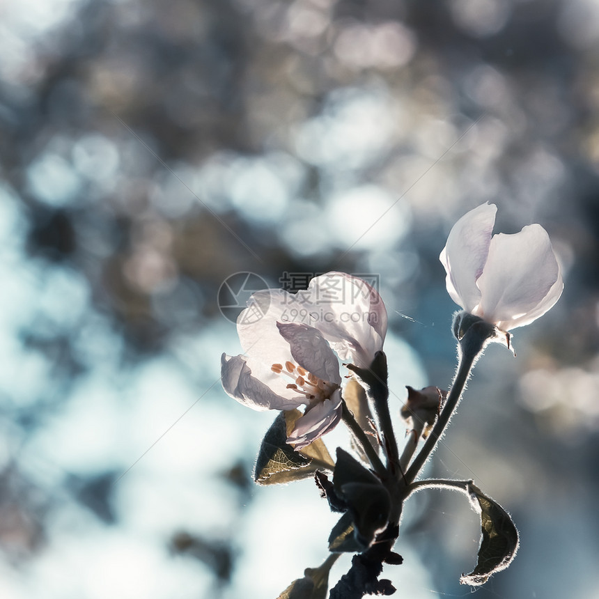 季节植物学苹果花的朵在晨光中紧闭与模糊的bokoh冷酷古老的泉水背景相对应并有复制空间选择焦点浅深的田地叶子图片