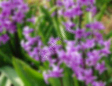 花园四月紫色青春花是最早的美丽春花之一可以用来做背景模糊的风格植物图片