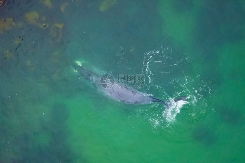 游客身体浅海中的灰鲸顶部鱼浅海中灰鲸鱼太平洋图片