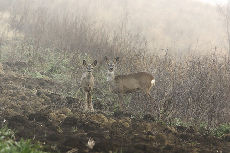 森林迷雾里小鹿图片