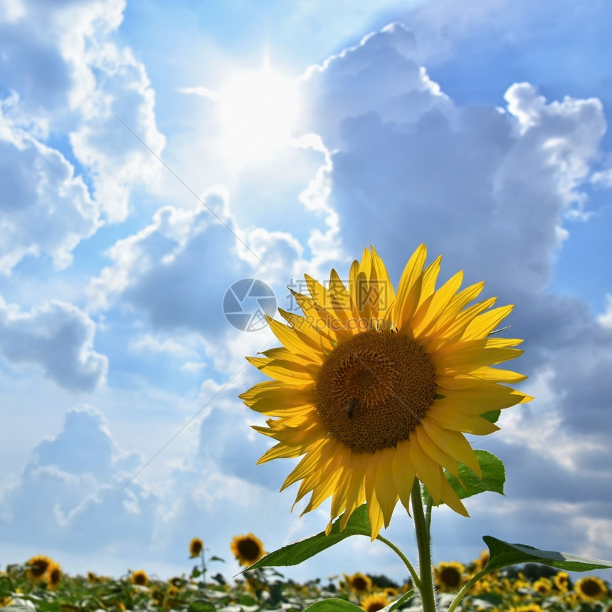 在农场开花的向日葵有蓝天空的田地美丽天然彩色背景草地户外场图片