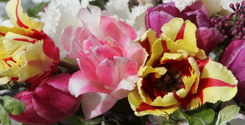 美丽的春花粉红色黄白的郁金香布劳绿色春天图片