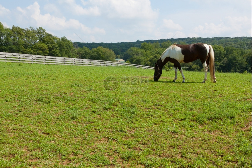 马在绿草地上放牧强的户外尾巴图片