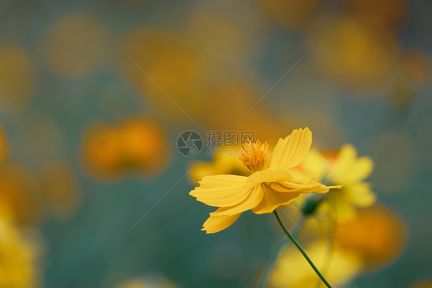 花的季节瓣园中的宇宙朵古代风格图片