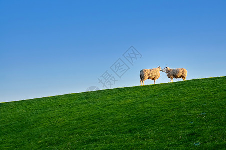 苔藓乡村的北海绵羊堤防高清图片