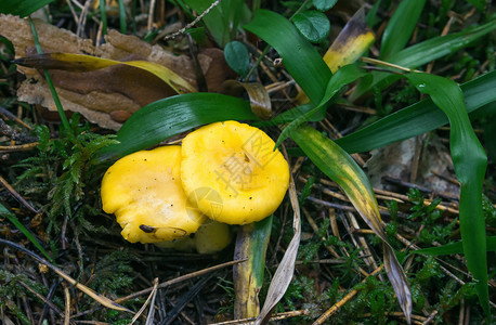 草黄蘑菇生长天模糊森林密闭处的野生食用黄蘑菇RussulaClarroflava通常称为黄沼泽鲁苏拉或bitliging背景
