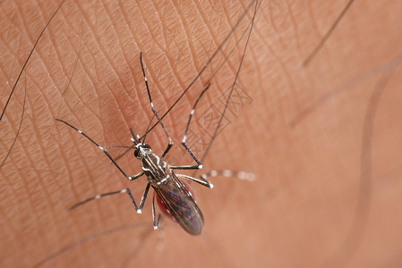 伊蚊药物疾病蚊子脑炎登盖氏菌和Zika携带的疟疾登革热和Zika传播的蚊子数量翅膀背景