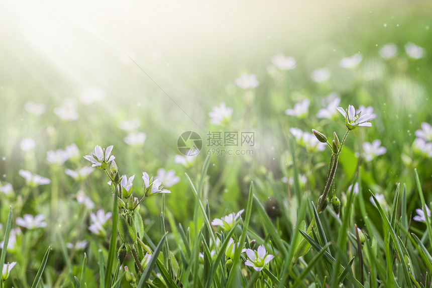 花的园青草露地上的小白花精密春季或夏花卉背景选取焦点绿草露地上的小白花剪切春天或夏季花草背景抽象的图片