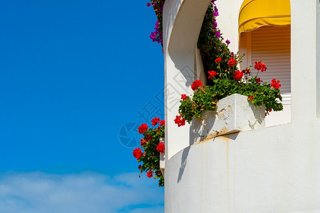 自然波多黎各西班牙特内里费岛拉克鲁斯港的白色阳台蓝的天空映衬着红色的花朵白背景图片