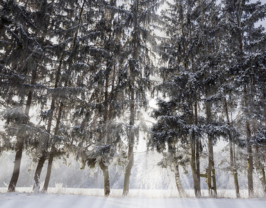 冬天的枯树中间的雪和霜后覆盖着白雪和霜冻冬天的枯树冷若冰霜寒冬快乐的图片