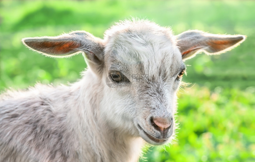 生活国内的绿色草地上山羊肖像有趣图片