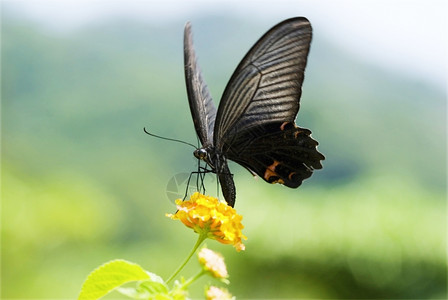 野生动物凤蝶灵感大燕尾蝴飞翔自然概念和由的背景图片