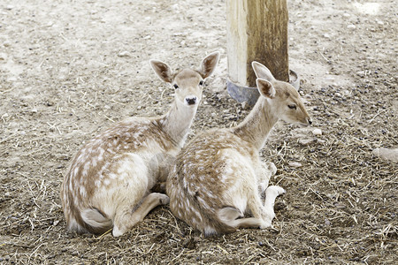 一些年轻的鹿有关哺乳动物在园中被囚禁的哺乳动物细节自然美场地眼睛女图片