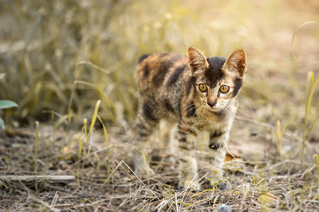 场地甜的阳光下花园草地里的泰国小猫咪宠物夏天高清图片素材