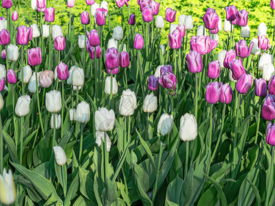 绽放白郁金香花园在荷兰鲜背景的明日光照耀阳下白色郁金香花园里我非常欣赏你开花模糊背景图片