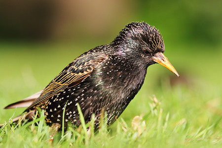 斯图努以草地Sturnus粗俗为食观鸟夏天可爱的高清图片素材