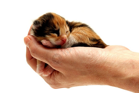 捧在手里的三花小猫猫科动物高清图片素材