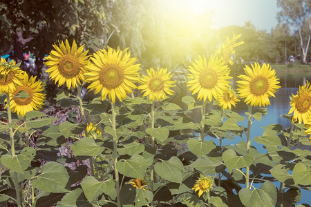 清除圆形的开花阳光照耀向日葵美丽高清图片素材
