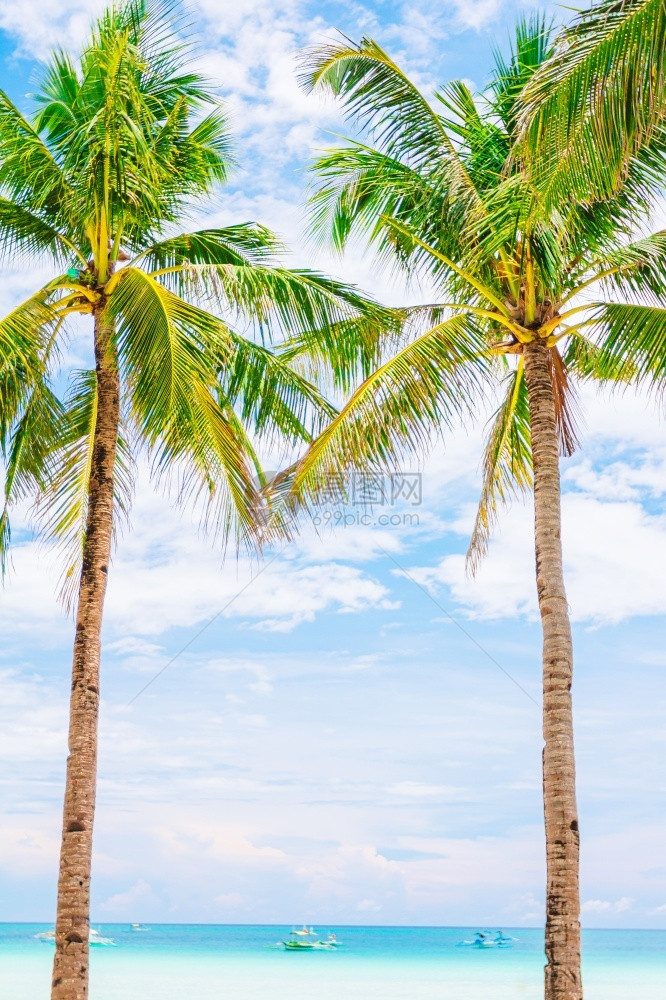 美丽的热带白色海滩和椰子棕榈树图片