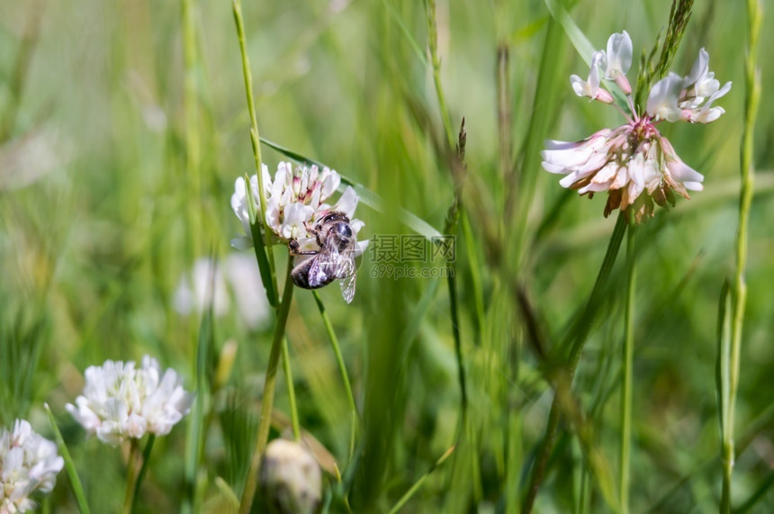 草甸花和蜜蜂中的昆虫白三叶草甸花和蜜蜂收藏丰富多彩的充满活力图片