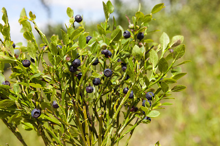 水果含黑熟和绿不的果子用于愿景的森林植物蓝莓树林野生动物草本图片