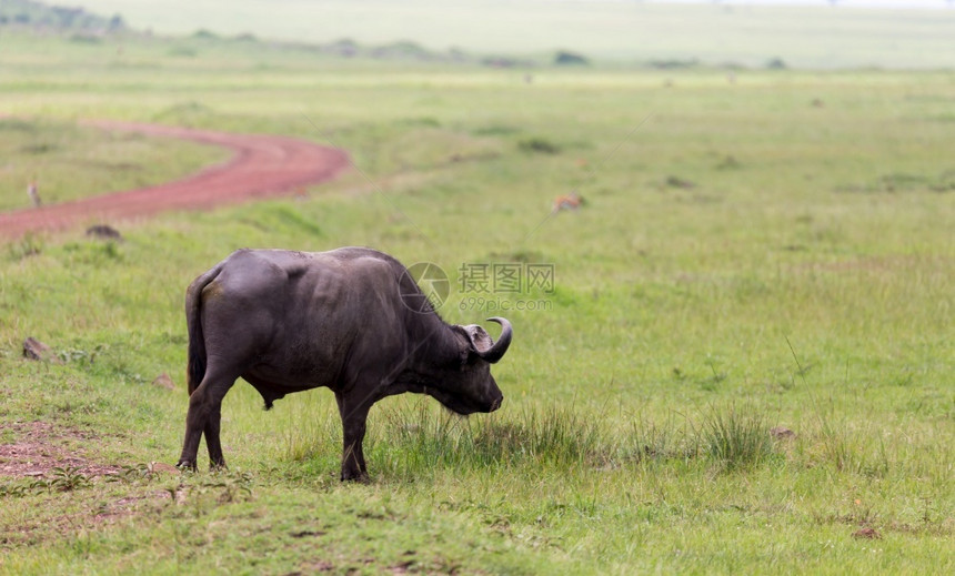 放牧克鲁格水牛站在草地中间的上一头水牛站在草地中间的上野生动物图片
